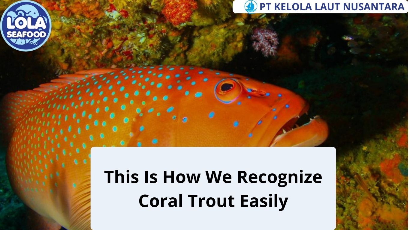 This Is How We Recognize Coral Trout Easily